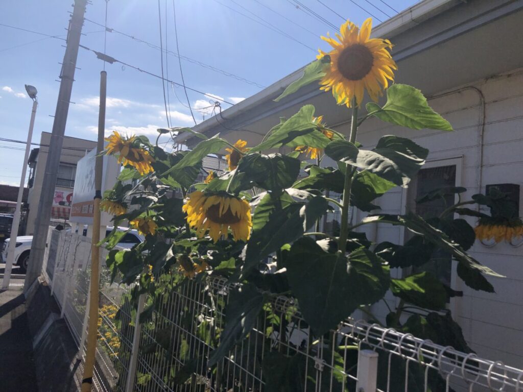 ひまわりが沢山咲いている写真。